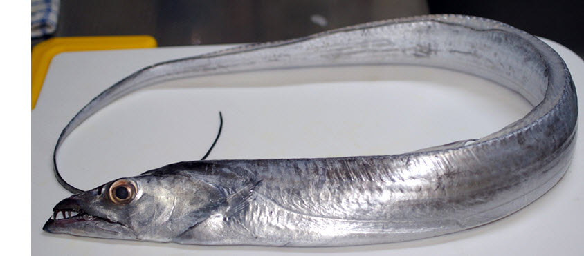 Trichiurus lepturus_07.jpg